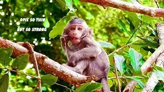 Unbelievable! Baby Monkey OPIE So Thin, But Very Strong,Can feed Himself Without Mom