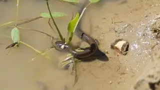 Вуж ( Natrix ) Colubridae