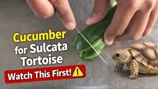 Is Cucumber Safe for Sulcata Tortoise ? 🥒🐢 Watch This First ⚠️ #sulcatatortoise | sulcata safari ⭐