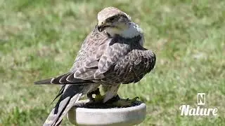 nature | Falcon | eagle| bird | forest | beautiful scenery | relaxing clip | PT 19 | 🦅🏞️🌄🤩😍🥰❤️💕