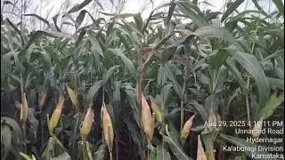 HARLAL SEEDS PVT LTD (Maize- LAADLI )