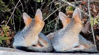 Two young gray foxes on a sunny morning