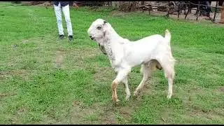goat kids for sale