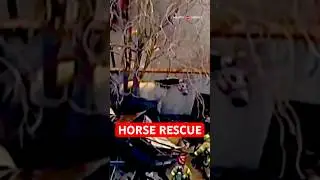 Horse Rescued From Property Fire! 🐴
