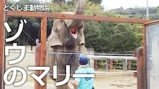 ゾウのマリー おやつの時間【とくしま動物園】お鼻でモジモジ、おやつのおねだり♡