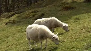 2 Sheep Grazing, Slo-Mo