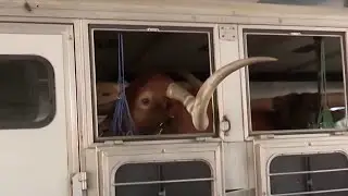 Longhorns arrive in San Antonio ahead of 2026 Western Heritage Parade & Cattle Drive