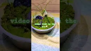 Easy table-top garden #plants #garden #terrarium  