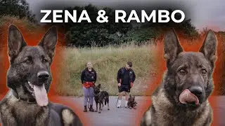 Zena and Rambo - Your Loyal Protectors