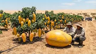 They Were Able to Grow Mangoes in the Desert – Will the Results Meet Expectations?