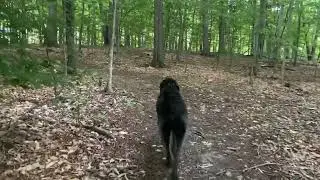Calming walk in the rain with Addison