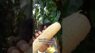 How to use a Loofah sponge #livingsustainablywithus #loofah #ecofriendly