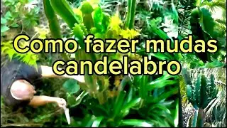 Técnica eficaz para reprodução da Euphorbia ingens