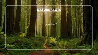 Did You Know Trees Can Talk? 🌳 Nature&rsquo;s Hidden Network Explained