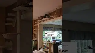 This cat wall furniture has been one of my favorite TikTokshop purchases for the cats! They love the