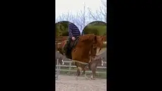 Grovely Riding Center. Wilton Wiltshire