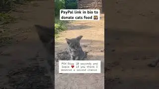 #catshunger #pleasedonatenow #feedthecats #kittylovers #share #like #commentrandomwords #feedustoday