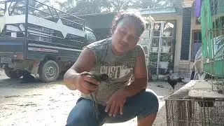 Anakan Ruak Ruak saya mulai merenjak Dewasa