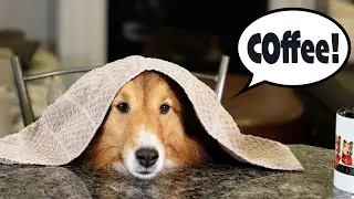My COFFEE needs COFFEE! ☕️🐶💤 e377