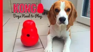 HOW TO Keep Your DOG Entertained : Funny Dog Louie The Beagle