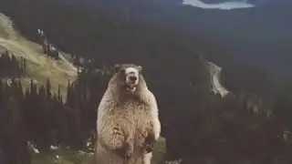 A SQUIRREL SCREAMING FUNNY