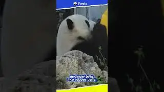 Panda Chat Group: Beijing Zoo&rsquo;s Enrichment Has Been Updated | iPanda