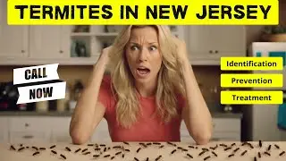 Termites in New Jersey  Identification, Prevention, and Treatment