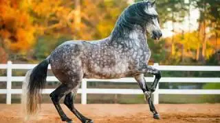 Stunning Steeds - Equine Photographer - Videographer - Artist