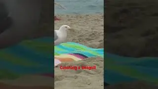 How to catch a seagull #shorts