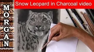 Charcoal Drawing techniques - Snow Leopard - Jason Morgan wildlife art