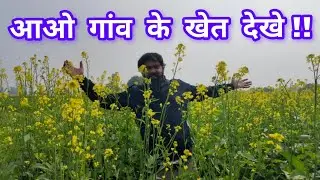 Peaceful Crops Fields of My Village | Real Indian Farming Life & Rural Nature #villagelife 