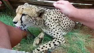 Cheetah James interaction with man