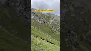 powerful mountain animals #yaak #gilgitbaltistan #pakistan #villageslife