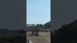 rhino In Al Ain Zoo || Abu Dhabi || United Arab Emirates