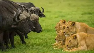 Lion Pride vs Buffalo Herd | Baby Buffalo Sparks a Deadly Battle #lionattack #lionhunt