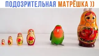 1 ПРЕДАТЕЛЬ СРЕДИ НАС ))) | Приколы с попугаями | Мемозг 1505