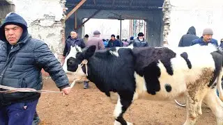 BUGUN SOTILGAN VA QAYTGAN NARXLARI BOG'DOD CHORVA BOZORIDAN