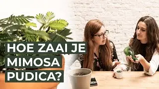 Hoe zaai je Mimosa Pudica of Kruidje-roer-me-niet?