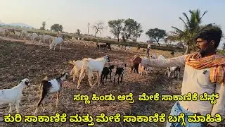 ಮೇಕೆ ಸಾಕಾಣಿಕೆ | meke sakanike kannada | ಮೇಕೆ ಸಾಕಾಣಿಕೆ ಮಾಹಿತಿ | ಕುರಿ ಸಾಕಾಣಿಕೆ ಮತ್ತು ಮೇಕೆ ಸಾಕಾಣಿಕೆ