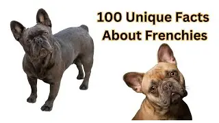 100 Unique Facts About French Bulldogs