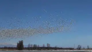 2016 snow geese migration -  Trois-Rivieres, Quebec Canada