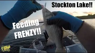 Full Episode of NON STOP White Bass FEEDING FRENZY on Stockton Lake