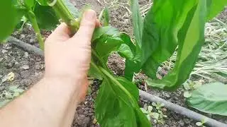 Махни първия цвят на пипера и удвои реколтата си – виж защо!