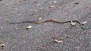Keeled Rat Snake at Singapore Quarry #wildlife #Snake June2025