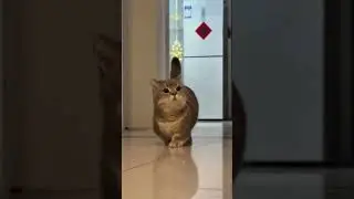 Meowing Cat Playtime 🐱🎉 #CuteCat #CatVideo #MeowingCat