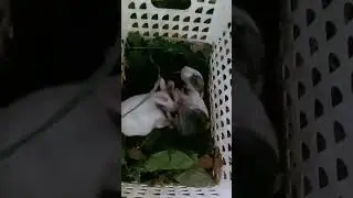Newly kindle lionhead rabbit #philippines #rabbit #homesteading