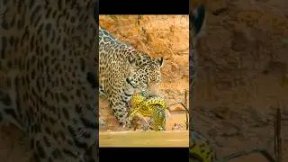 #KingOfTheJungle #HuntingMode #WildlifeWednesd