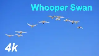 b50113 큰고니 날아다니는 모습 l Whooper Swan Flying