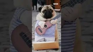 Pug Sensation: Funny dog Rocks Streets with Style!🔥 #shorts