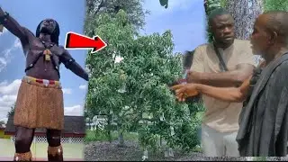 Komfo Anokye Planted This Tree And Anyone Who Touches it Will Die.